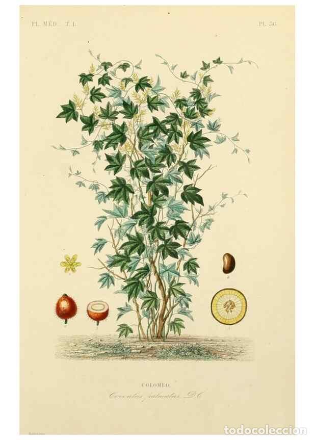 Sammeln von Zeitschriften und Zeitungen: Reproducci&oacute;n/Reproduction 49583756352: Le R&egrave;gne v&eacute;g&eacute;tal;. Paris,L. Gu&eacute;rin,1870-72.. - R&eacute;veil, O.