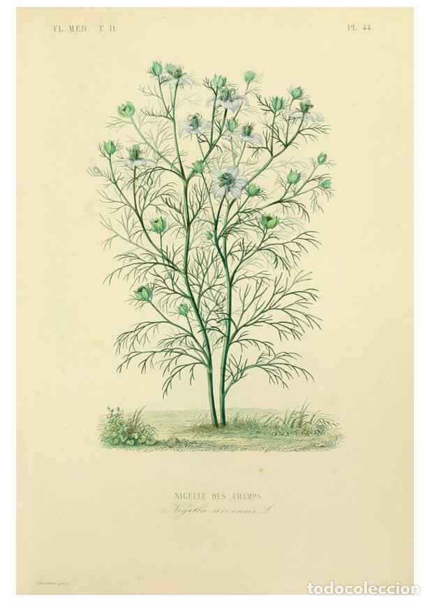 Sammeln von Zeitschriften und Zeitungen: Reproducci&oacute;n/Reproduction 49583637486: Le R&egrave;gne v&eacute;g&eacute;tal;. Paris,L. Gu&eacute;rin,1870-72.. - R&eacute;veil, O.