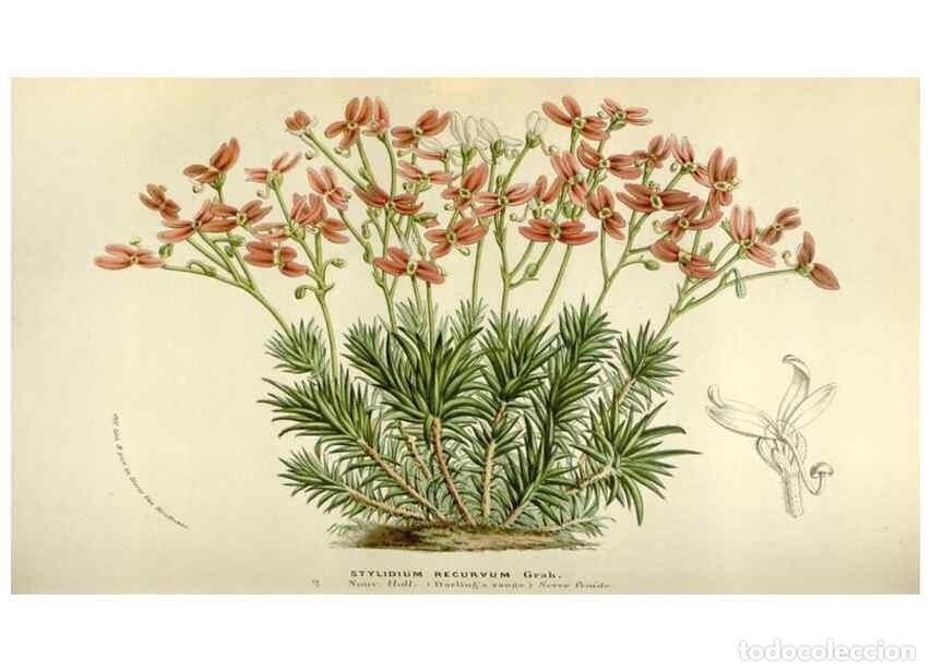 Sammeln von Zeitschriften und Zeitungen: Reproducci&oacute;n/Reproduction 49584273112: Flore des serres et des jardins de l'Europe. A Gand :chez Lou