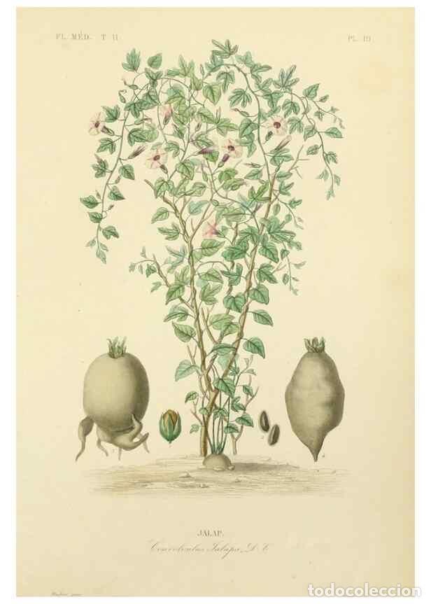 Sammeln von Zeitschriften und Zeitungen: Reproducci&oacute;n/Reproduction 49583630151: Le R&egrave;gne v&eacute;g&eacute;tal;. Paris,L. Gu&eacute;rin,1870-72.. - R&eacute;veil, O.