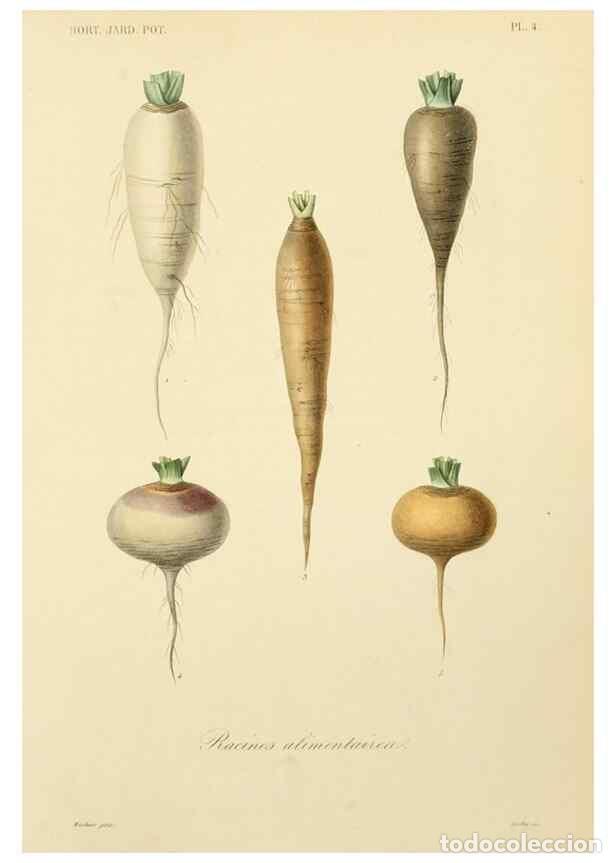 Sammeln von Zeitschriften und Zeitungen: Reproducci&oacute;n/Reproduction 49583929152: Le R&egrave;gne v&eacute;g&eacute;tal;. Paris,L. Gu&eacute;rin,1870-72.. - R&eacute;veil, O.