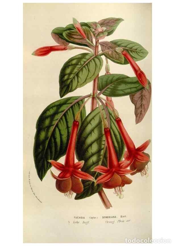 Sammeln von Zeitschriften und Zeitungen: Reproducci&oacute;n/Reproduction 49584042181: Flore des serres et des jardins de l'Europe. A Gand :chez Lou