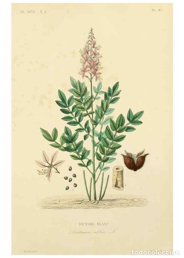 Sammeln von Zeitschriften und Zeitungen: Reproducci&oacute;n/Reproduction 49583028853: Le R&egrave;gne v&eacute;g&eacute;tal;. Paris,L. Gu&eacute;rin,1870-72.. - R&eacute;veil, O.