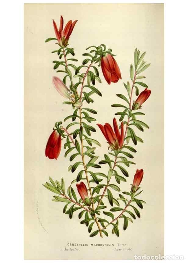 Sammeln von Zeitschriften und Zeitungen: Reproducci&oacute;n/Reproduction 49584277877: Flore des serres et des jardins de l'Europe. A Gand :chez Lou