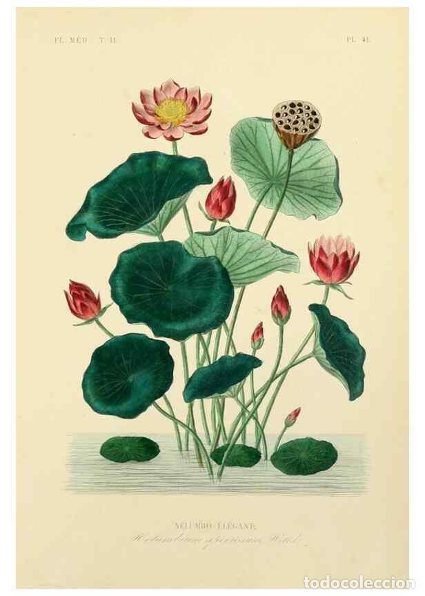 Sammeln von Zeitschriften und Zeitungen: Reproducci&oacute;n/Reproduction 49583140683: Le R&egrave;gne v&eacute;g&eacute;tal;. Paris,L. Gu&eacute;rin,1870-72.. - R&eacute;veil, O.