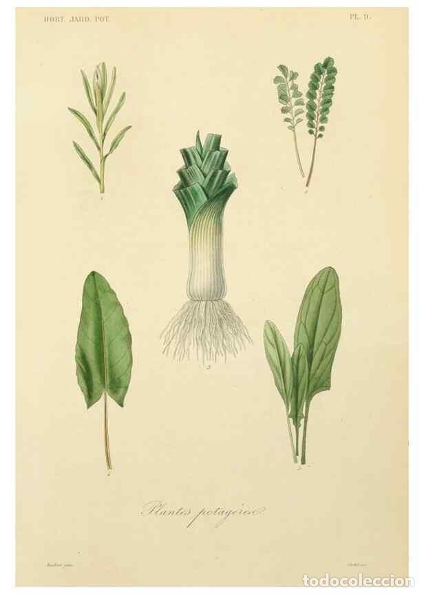 Sammeln von Zeitschriften und Zeitungen: Reproducci&oacute;n/Reproduction 49583199773: Le R&egrave;gne v&eacute;g&eacute;tal;. Paris,L. Gu&eacute;rin,1870-72.. - R&eacute;veil, O.