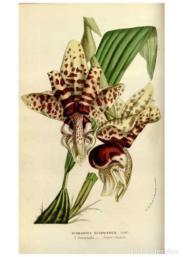 Sammeln von Zeitschriften und Zeitungen: Reproducci&oacute;n/Reproduction 49584263607: Flore des serres et des jardins de l'Europe. A Gand :chez Lou