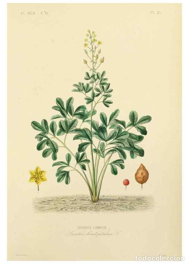 Sammeln von Zeitschriften und Zeitungen: Reproducci&oacute;n/Reproduction 49583631856: Le R&egrave;gne v&eacute;g&eacute;tal;. Paris,L. Gu&eacute;rin,1870-72.. - R&eacute;veil, O.