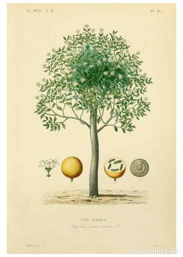 Sammeln von Zeitschriften und Zeitungen: Reproducci&oacute;n/Reproduction 49583872822: Le R&egrave;gne v&eacute;g&eacute;tal;. Paris,L. Gu&eacute;rin,1870-72.. - R&eacute;veil, O.