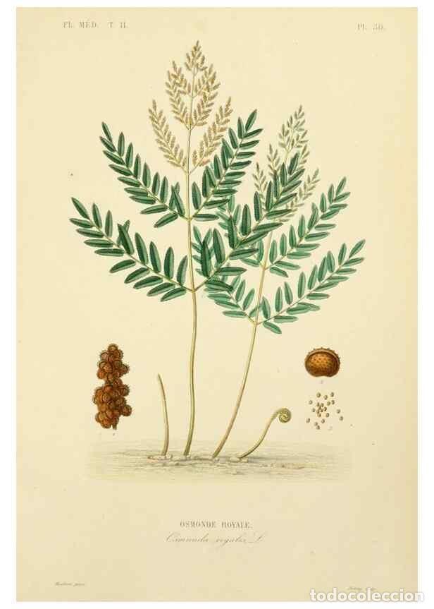 Sammeln von Zeitschriften und Zeitungen: Reproducci&oacute;n/Reproduction 49583874242: Le R&egrave;gne v&eacute;g&eacute;tal;. Paris,L. Gu&eacute;rin,1870-72.. - R&eacute;veil, O.