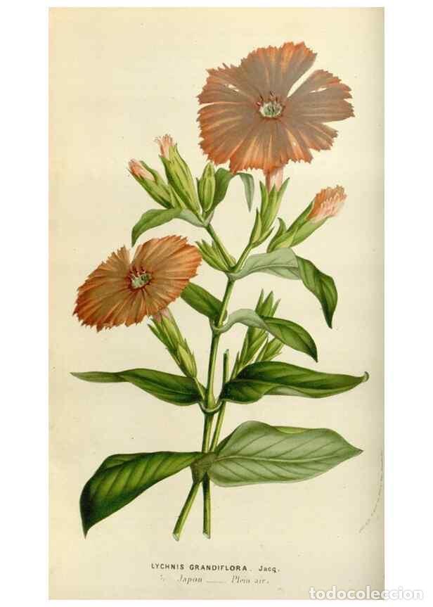 Sammeln von Zeitschriften und Zeitungen: Reproducci&oacute;n/Reproduction 49584265762: Flore des serres et des jardins de l'Europe. A Gand :chez Lou