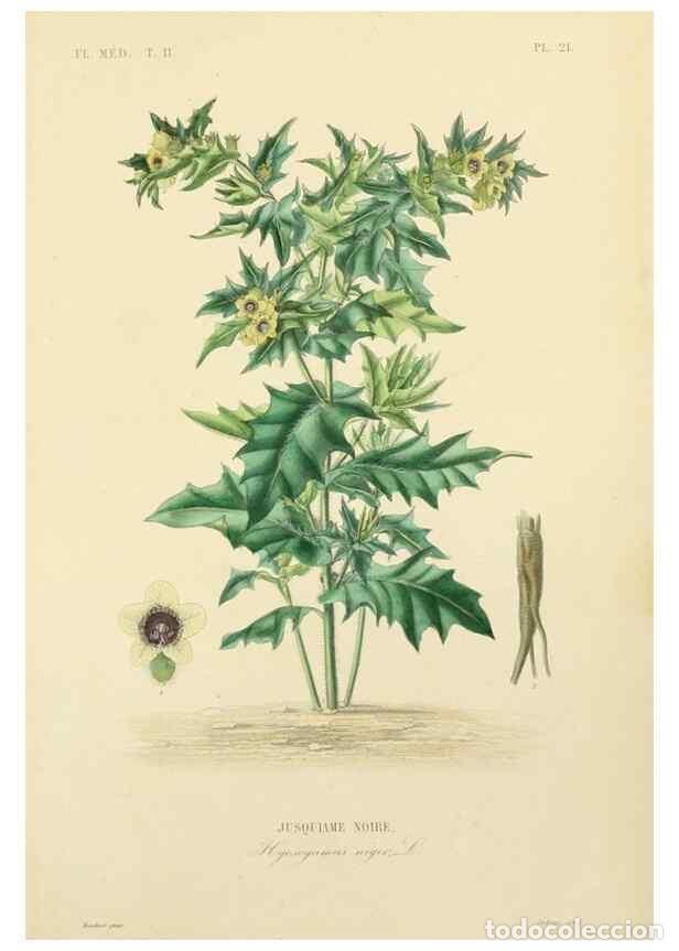 Sammeln von Zeitschriften und Zeitungen: Reproducci&oacute;n/Reproduction 49583866302: Le R&egrave;gne v&eacute;g&eacute;tal;. Paris,L. Gu&eacute;rin,1870-72.. - R&eacute;veil, O.