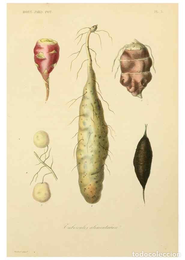 Sammeln von Zeitschriften und Zeitungen: Reproducci&oacute;n/Reproduction 49583198248: Le R&egrave;gne v&eacute;g&eacute;tal;. Paris,L. Gu&eacute;rin,1870-72.. - R&eacute;veil, O.