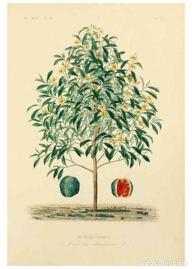 Sammeln von Zeitschriften und Zeitungen: Reproducci&oacute;n/Reproduction 49583870017: Le R&egrave;gne v&eacute;g&eacute;tal;. Paris,L. Gu&eacute;rin,1870-72.. - R&eacute;veil, O.