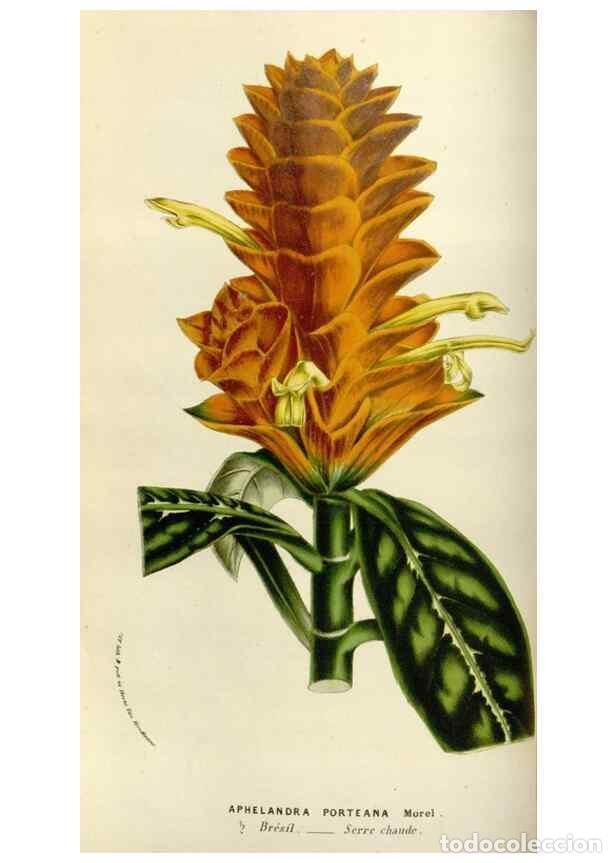 Sammeln von Zeitschriften und Zeitungen: Reproducci&oacute;n/Reproduction 49584267762: Flore des serres et des jardins de l'Europe. A Gand :chez Lou