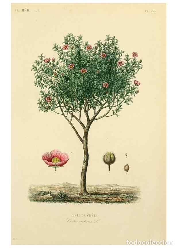 Sammeln von Zeitschriften und Zeitungen: Reproducci&oacute;n/Reproduction 49583755487: Le R&egrave;gne v&eacute;g&eacute;tal;. Paris,L. Gu&eacute;rin,1870-72.. - R&eacute;veil, O.