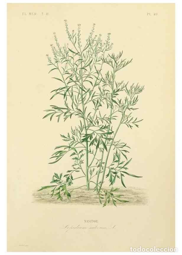 Collectionnisme de Revues et Journaux: Reproducci&oacute;n/Reproduction 49583140443: Le R&egrave;gne v&eacute;g&eacute;tal;. Paris,L. Gu&eacute;rin,1870-72.. - R&eacute;veil, O.