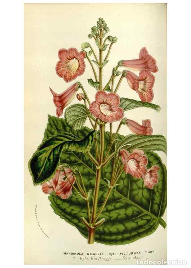 Collectionnisme de Revues et Journaux: Reproducci&oacute;n/Reproduction 49584036666: Flore des serres et des jardins de l'Europe. A Gand :chez Lou