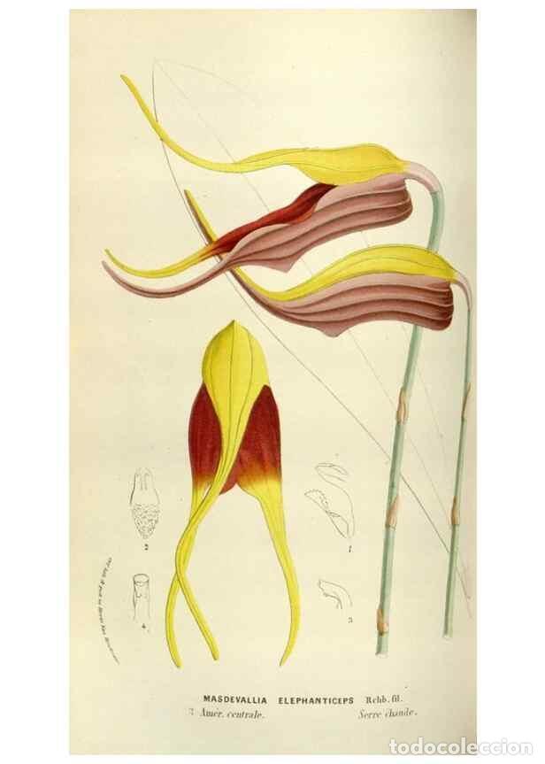 Collectionnisme de Revues et Journaux: Reproducci&oacute;n/Reproduction 49583541488: Flore des serres et des jardins de l'Europe. A Gand :chez Lou