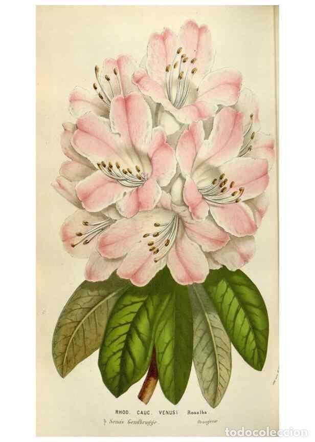 Collectionnisme de Revues et Journaux: Reproducci&oacute;n/Reproduction 49584287152: Flore des serres et des jardins de l'Europe. A Gand :chez Lou