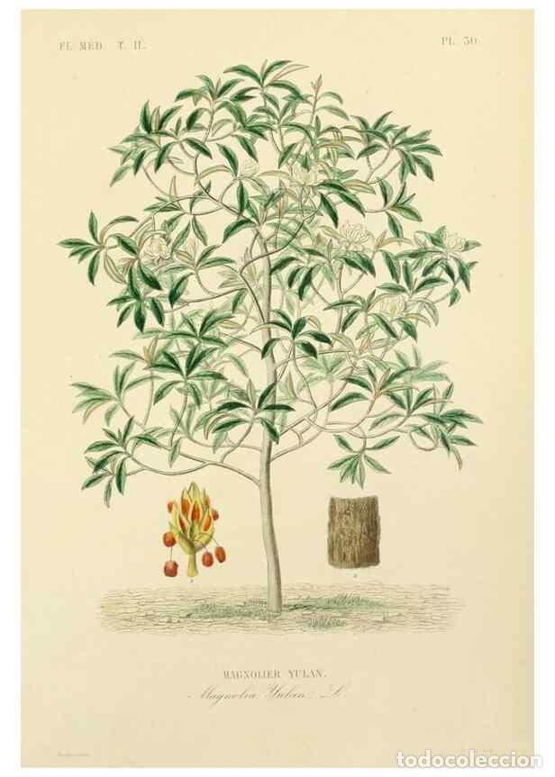 Collectionnisme de Revues et Journaux: Reproducci&oacute;n/Reproduction 49583633111: Le R&egrave;gne v&eacute;g&eacute;tal;. Paris,L. Gu&eacute;rin,1870-72.. - R&eacute;veil, O.