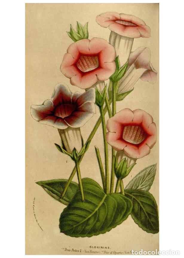 Collectionnisme de Revues et Journaux: Reproducci&oacute;n/Reproduction 49583543398: Flore des serres et des jardins de l'Europe. A Gand :chez Lou