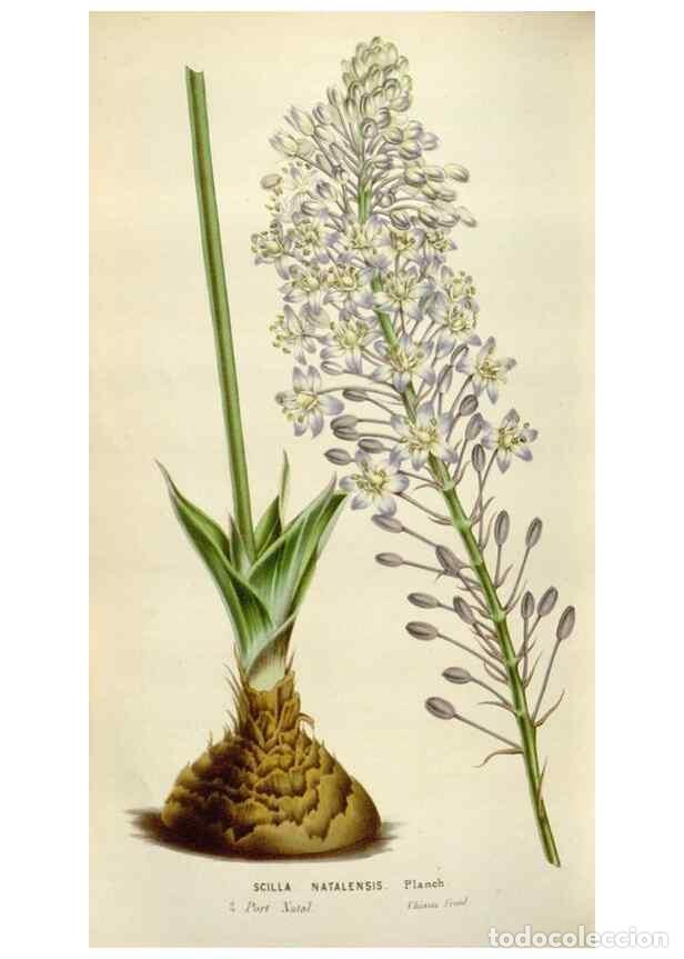 Collectionnisme de Revues et Journaux: Reproducci&oacute;n/Reproduction 49584288952: Flore des serres et des jardins de l'Europe. A Gand :chez Lou