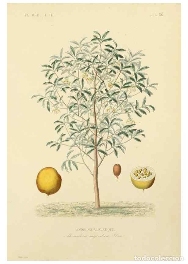 Collectionnisme de Revues et Journaux: Reproducci&oacute;n/Reproduction 49583139218: Le R&egrave;gne v&eacute;g&eacute;tal;. Paris,L. Gu&eacute;rin,1870-72.. - R&eacute;veil, O.