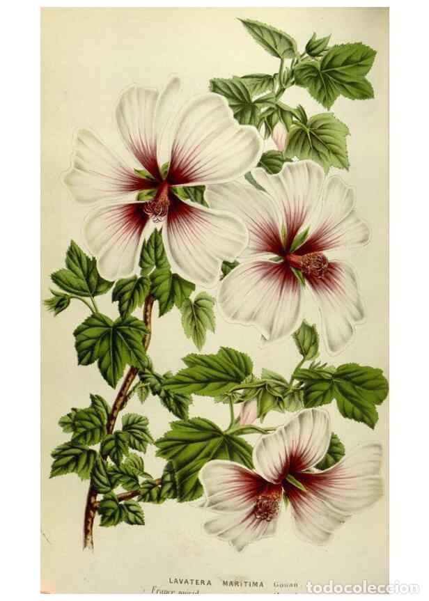 Collectionnisme de Revues et Journaux: Reproducci&oacute;n/Reproduction 49584276352: Flore des serres et des jardins de l'Europe. A Gand :chez Lou