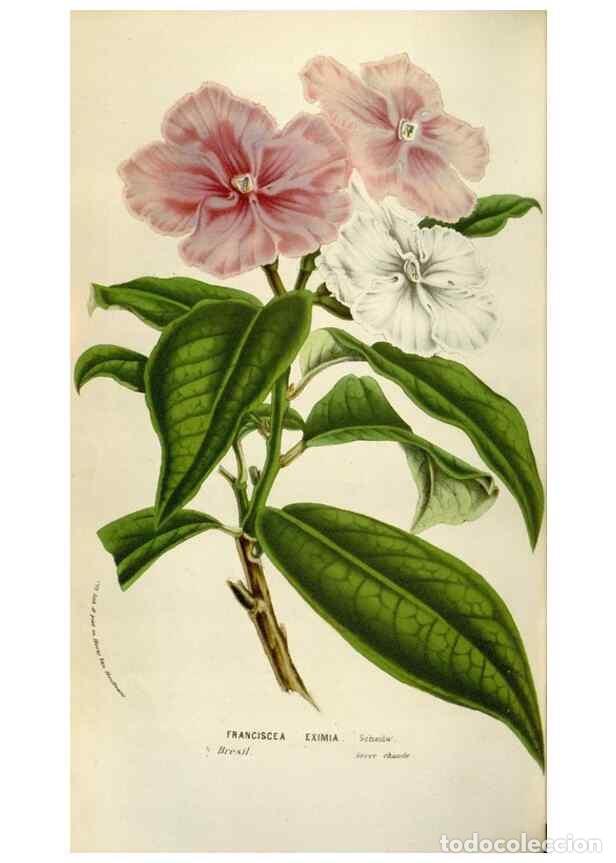 Collectionnisme de Revues et Journaux: Reproducci&oacute;n/Reproduction 49584054321: Flore des serres et des jardins de l'Europe. A Gand :chez Lou