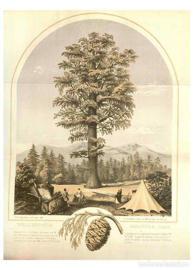 Collectionnisme de Revues et Journaux: Reproducci&oacute;n/Reproduction 49584058067: Flore des serres et des jardins de l'Europe. A Gand :chez Lou