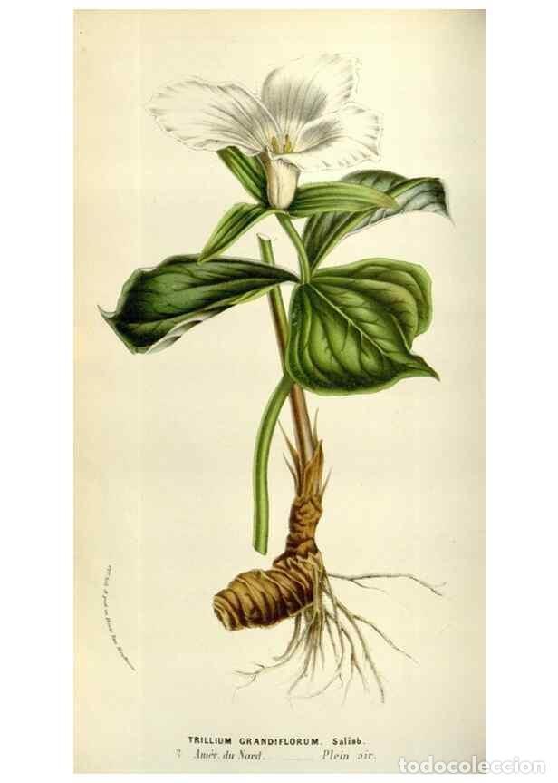 Collectionnisme de Revues et Journaux: Reproducci&oacute;n/Reproduction 49584270387: Flore des serres et des jardins de l'Europe. A Gand :chez Lou