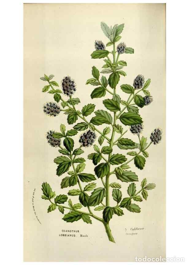 Collectionnisme de Revues et Journaux: Reproducci&oacute;n/Reproduction 49584281087: Flore des serres et des jardins de l'Europe. A Gand :chez Lou