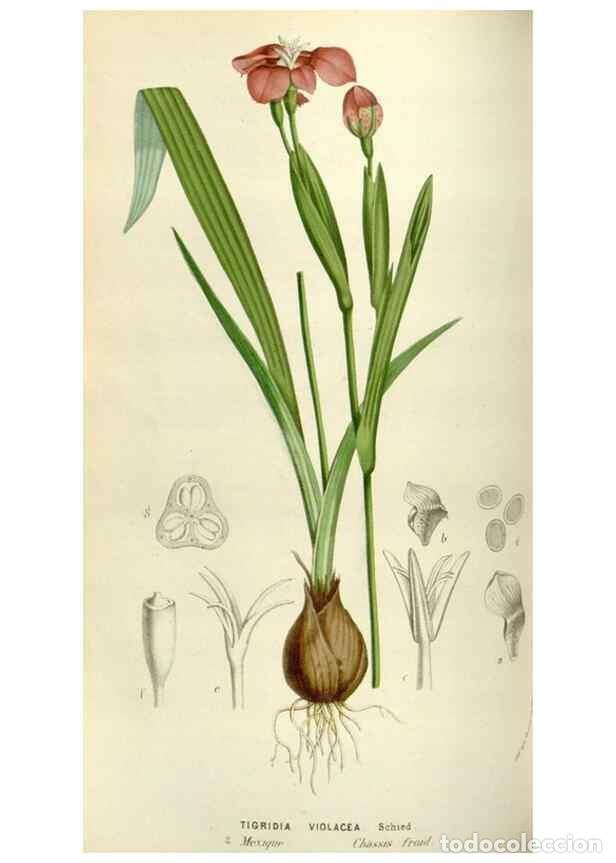 Collectionnisme de Revues et Journaux: Reproducci&oacute;n/Reproduction 49583541898: Flore des serres et des jardins de l'Europe. A Gand :chez Lou