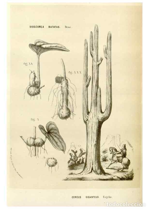 Collectionnisme de Revues et Journaux: Reproducci&oacute;n/Reproduction 49584264772: Flore des serres et des jardins de l'Europe. A Gand :chez Lou