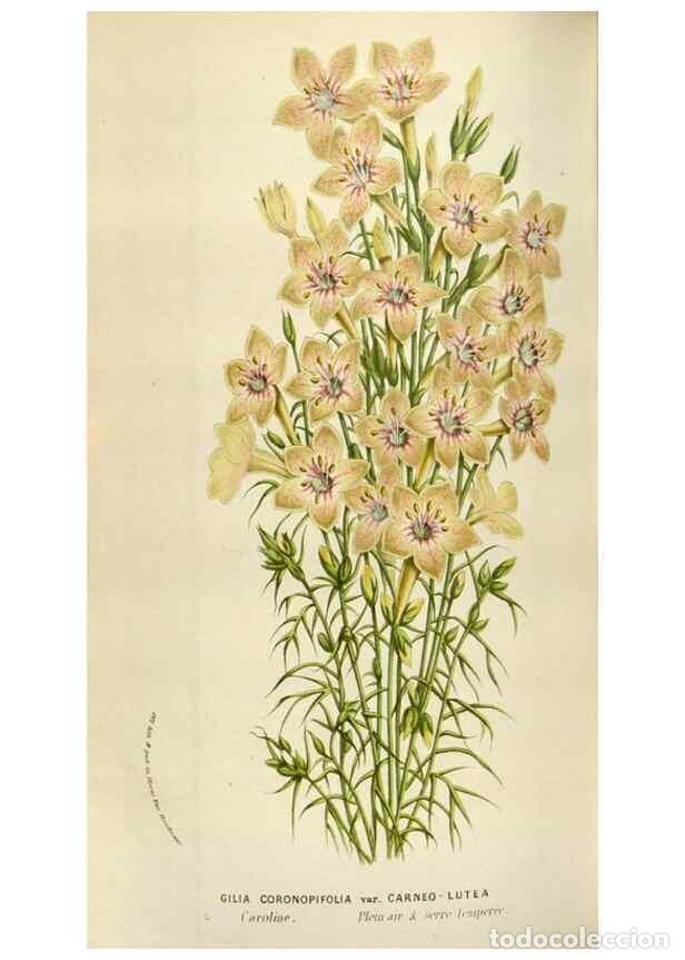 Collectionnisme de Revues et Journaux: Reproducci&oacute;n/Reproduction 49584282552: Flore des serres et des jardins de l'Europe. A Gand :chez Lou