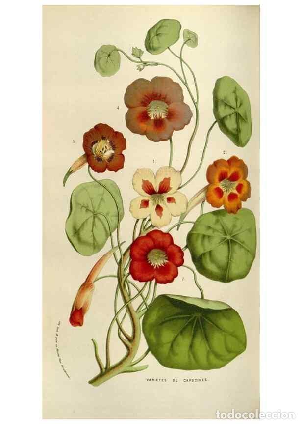 Collectionnisme de Revues et Journaux: Reproducci&oacute;n/Reproduction 49584274582: Flore des serres et des jardins de l'Europe. A Gand :chez Lou