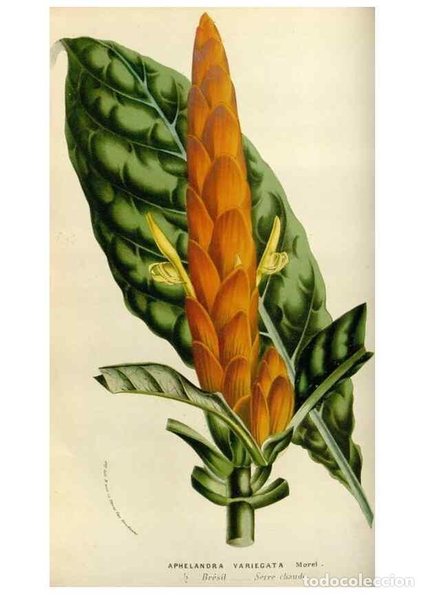 Collectionnisme de Revues et Journaux: Reproducci&oacute;n/Reproduction 49584033791: Flore des serres et des jardins de l'Europe. A Gand :chez Lou