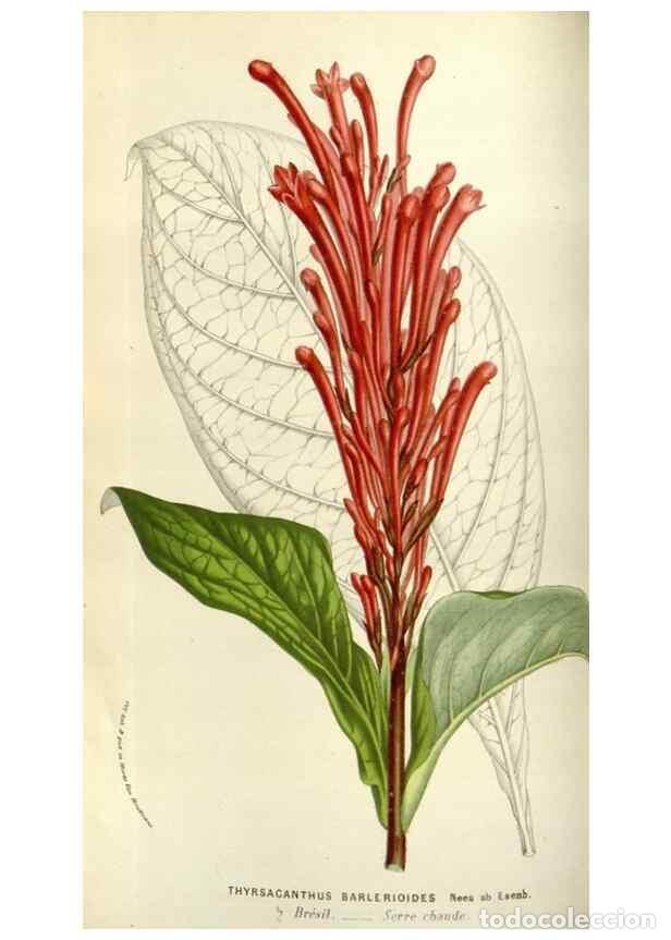 Sammeln von Zeitschriften und Zeitungen: Reproducci&oacute;n/Reproduction 49584035886: Flore des serres et des jardins de l'Europe. A Gand :chez Lou