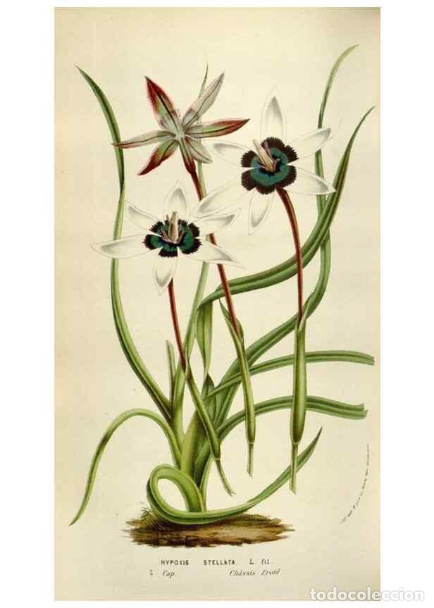 Sammeln von Zeitschriften und Zeitungen: Reproducci&oacute;n/Reproduction 49584284172: Flore des serres et des jardins de l'Europe. A Gand :chez Lou