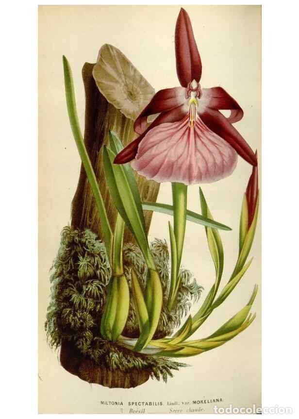 Sammeln von Zeitschriften und Zeitungen: Reproducci&oacute;n/Reproduction 49583546908: Flore des serres et des jardins de l'Europe. A Gand :chez Lou
