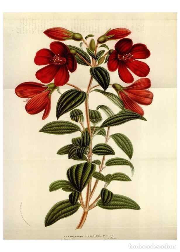 Sammeln von Zeitschriften und Zeitungen: Reproducci&oacute;n/Reproduction 49584278767: Flore des serres et des jardins de l'Europe. A Gand :chez Lou
