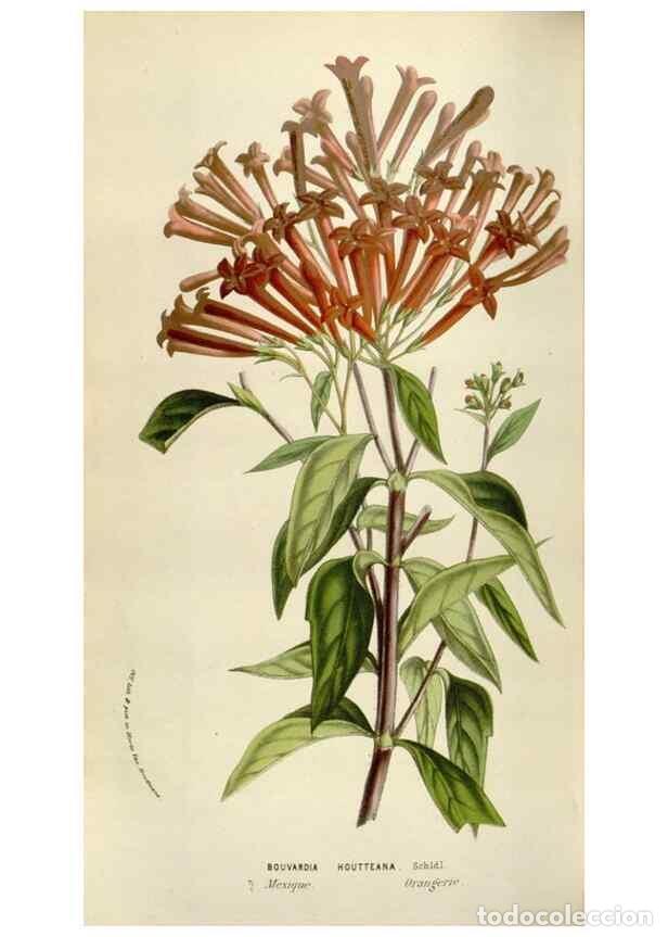 Sammeln von Zeitschriften und Zeitungen: Reproducci&oacute;n/Reproduction 49584283197: Flore des serres et des jardins de l'Europe. A Gand :chez Lou