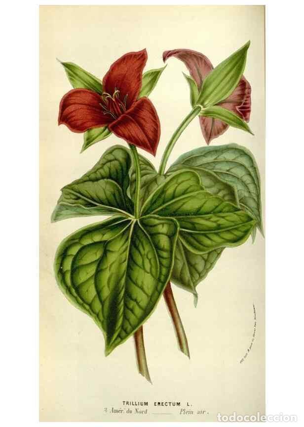 Sammeln von Zeitschriften und Zeitungen: Reproducci&oacute;n/Reproduction 49583538948: Flore des serres et des jardins de l'Europe. A Gand :chez Lou