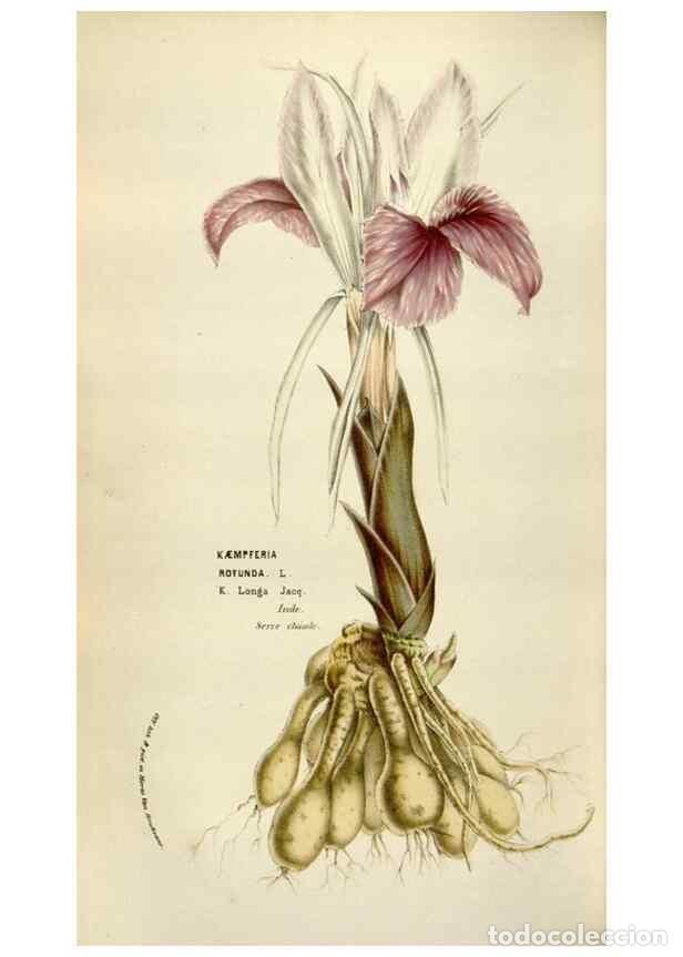 Sammeln von Zeitschriften und Zeitungen: Reproducci&oacute;n/Reproduction 49583557473: Flore des serres et des jardins de l'Europe. A Gand :chez Lou