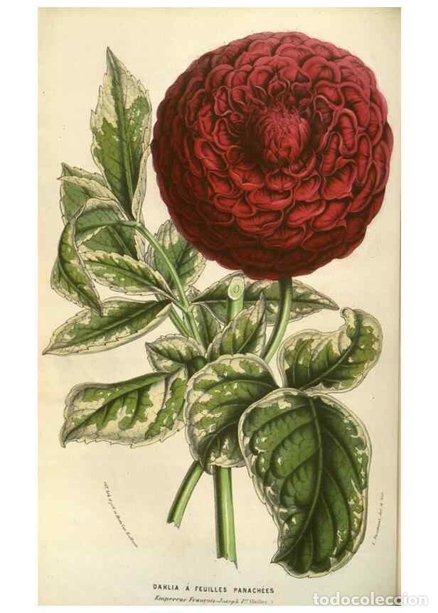 Sammeln von Zeitschriften und Zeitungen: Reproducci&oacute;n/Reproduction 49583832451: Flore des serres et des jardins de l'Europe. A Gand :chez Lou