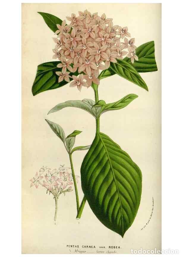 Sammeln von Zeitschriften und Zeitungen: Reproducci&oacute;n/Reproduction 49584265177: Flore des serres et des jardins de l'Europe. A Gand :chez Lou