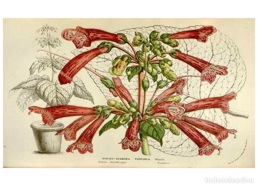 Sammeln von Zeitschriften und Zeitungen: Reproducci&oacute;n/Reproduction 49584290007: Flore des serres et des jardins de l'Europe. A Gand :chez Lou