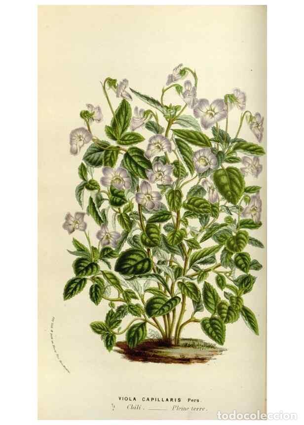 Collection Magazines and Newspapers: Reproducci&oacute;n/Reproduction 49583536293: Flore des serres et des jardins de l'Europe. A Gand :chez Lou