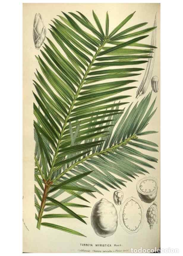 Collection Magazines and Newspapers: Reproducci&oacute;n/Reproduction 49584067122: Flore des serres et des jardins de l'Europe. A Gand :chez Lou